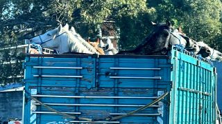 خيول محجوزة من الشاطئ البلدي تباع في المزاد العلني من المحجز البلدي بطنجة