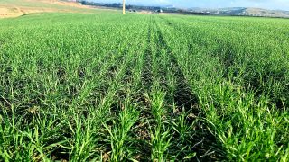 Significant Progress in Direct Seeding Strengthens Sustainable Agriculture in Morocco…