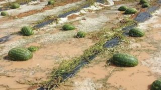 عاصفة رعدية مدمّرة تضرب زاكورة وتتلف محاصيل “الدلاح” وتُنذر بارتفاع الأسعار