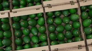 صادرات فاكهة الأفوكادو المغربية لموسم 2024/2025 تحقق رقما قياسيا رغم تداعيات الجفاف