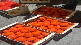 إجهاض أضخم محاولة تهريب بالشمال.. الأمن والجمارك يحجزان أزيد من 4 أطنان من الشيرا بميناء طنجة المتوسط