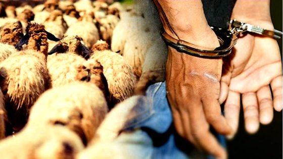 ميسور : اعتقال أحد أفراد عصابة لسرقة المواشي روعت الساكنة