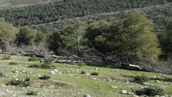 غابات صفرو… رئة المدينة تحت التهديد بين تقلبات الطبيعة وشبهات الاستنزاف