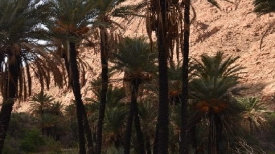 الثانوية التأهيلية صلاح الدين الأيوبي بتـنغير تتألق في مسابقة “الصحافيون الشباب من أجل البيئة” بصورة تجسد تهديد الأمن الغذائي