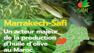 مراكش-آسفي… قطب فلاحي رائد يعكس تنوع وغنى المجال الزراعي المغربي