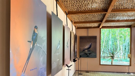 “LES OISEAUX DU JARDIN MAJORELLE” — UNE ODE À LA BIODIVERSITÉ AU CŒUR DU JARDIN MAJORELLE À MARRAKECH À PARTIR DU 16 AVRIL 2026