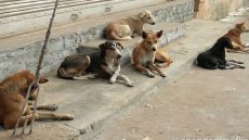 كلاب تنهش جسد شخص بحومة إسبانيول بطنجة وترديه قتيلاً