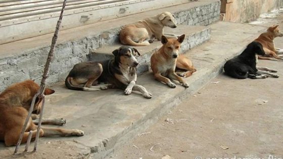كلاب تنهش جسد شخص بحومة إسبانيول بطنجة وترديه قتيلاً