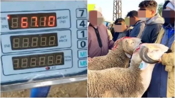 اياما قليلة قبل عيد الاضحى . مطالب رقمية بقطع الطريق على الشناقة في بهذا الحل الناجع