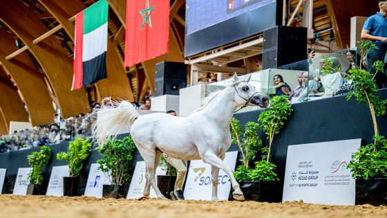 The Emirates Arabian Horse Global Cup_sorec _ 2026 SAID_MRIGUA