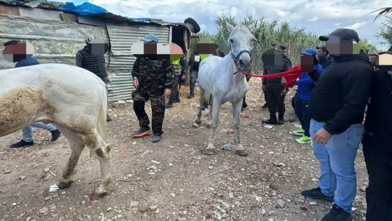 حملة لتحرير أحياء طنجة من فوضى الخيول والعربات العشوائية
